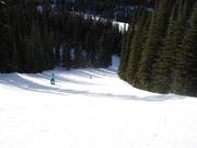 Waldabfahrt am Jackrabbit Quad