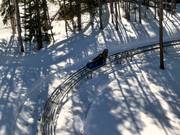 Tipp für die Kleinen  - Gold Runner Alpine Coaster