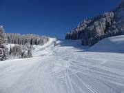 Ein Traum für Carver