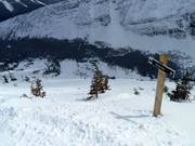 Double Diamond Desperado