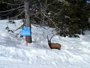 Lustige Figuren an der Wildtierpiste nach Fiorentini