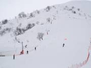 Coq de Bruyères - Tellerlift