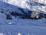 Tree Runs hinunter ins "Bärenloch"