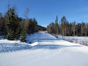 Leichte Piste Skogsnigeln