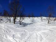 Tree Runs durch Birkenwälder