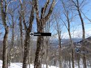 Sehr beliebt sind die Abfahrten durch ausgeholzte Wälder (Gladed Runs)