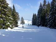 Zum Teil führen die Pisten durch idyllische Wälder