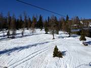 Spuren durch den Wald