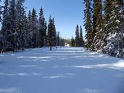 Leichte Waldabfahrt in Hundfjället