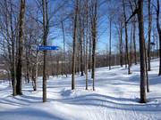 Ausgeholzte Waldabfahrt (Gladed Run)