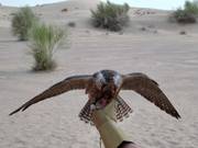 Tipp für die Kleinen  - Falkenschau