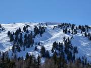 Freeriden am Zirbenjet