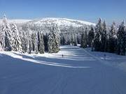 Leichte Wiesenquelle-Abfahrt