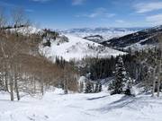 Steile Lady Morgan Bowl