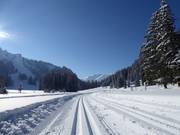 Perfekt gespurte Loipen