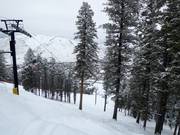 Lichte Waldabfahrt Big Horn