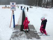 Zauberteppich im Hirschzwergland
