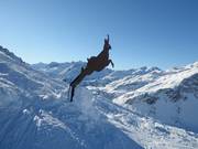 Der "Gamssprung" in Schröcken