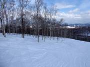 Von der Piste in den lichten Wald