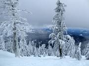 Sehr beliebt: Tree-Skiing durch die lichten Wälder