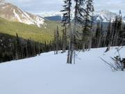Die Monster Glades im Skigebiet von Nakiska