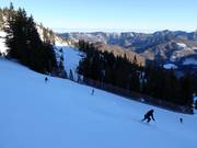 Schwarze Ochsenboden-Direkt