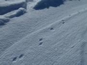 Ob hier der Schetti-Fuchs seine Spuren hinterlassen hat?