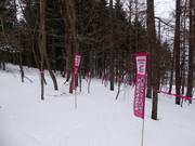 Tipp für die Kleinen  - Crayon Shonchan Kids Tree Run