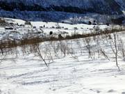 Tree Runs durch Birkenwälder