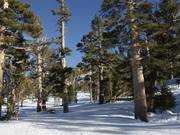 Ausgeholzte Waldabfahrten (Gladed Runs)