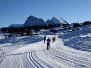 Loipen auf der Seiser Alm mit Langkofel und Plattkofel im Hintergrund