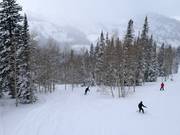Abfahrten durch Bäume und Wälder (tree skiing)