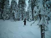 Unpräparierte Waldabfahrten mit Tiefschnee (Gladed Runs)