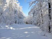 Leichter Ziehweg nach Mitterfirmiansreut