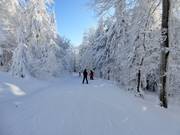 Leichte Piste vom Almberg in Richtung Mitterfirmiansreut