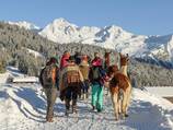Auf Bergknappenpfaden unterwegs mit Lamas