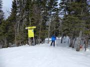 Zufahrt zu den ausgeholzten Waldabfahrten (Gladed Runs)