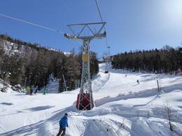 Patrullarve-Blauherd