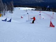 Pradalago Mini Ursus