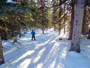 Ausgeholzte Waldabfahrt - Gladed Run