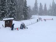 Sweet Pea - Förderband