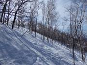Abfahrten durch die lichten Wälder