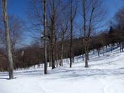 Sehr beliebt sind die Abfahrten durch ausgeholzte Wälder (Gladed Runs)
