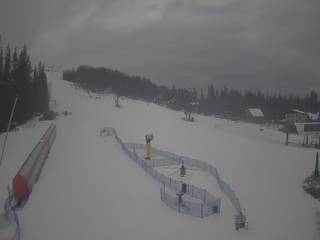 Złoty Groń - szkółka